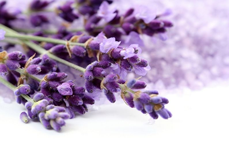 Lavendel - Belysning