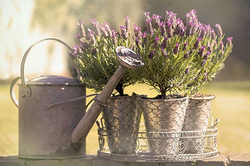 Lavendel - vanning