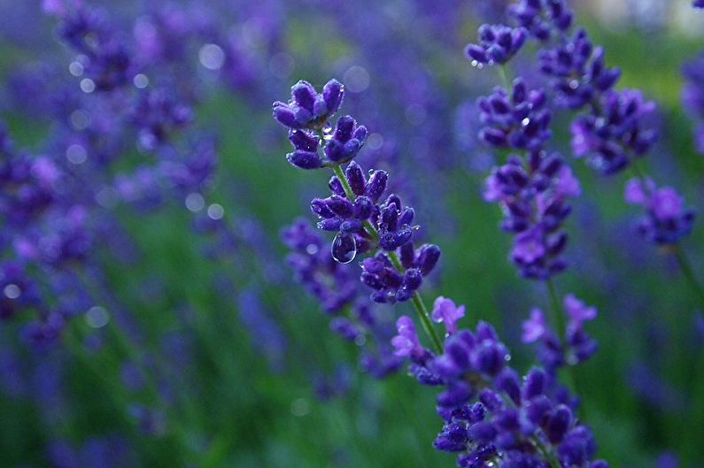Lavendel - vanning