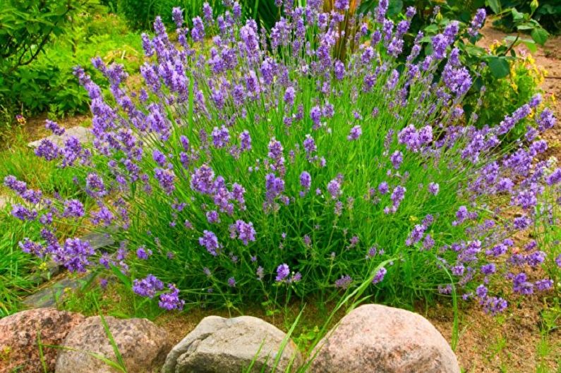 Penyebaran lavender dengan berlapis