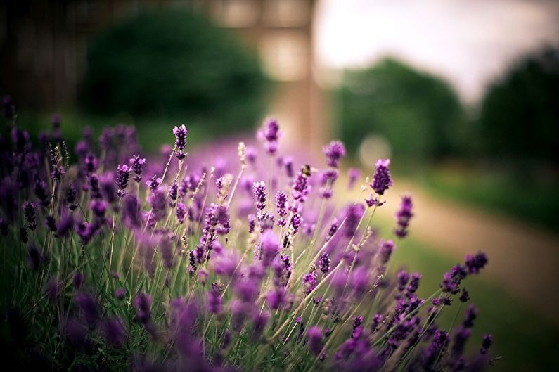 Lavendel - foto