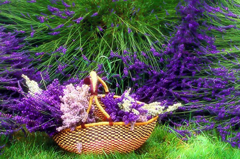 Lavender - larawan