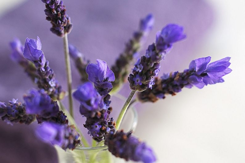 Lavender - larawan