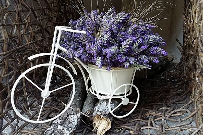 Lavendel - foto