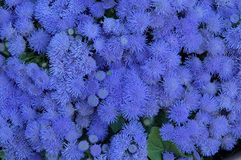 Ageratum - Bouquet bleu