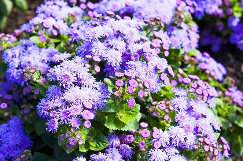 Ageratum - Pag-iilaw