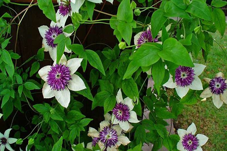 Clematis flowery