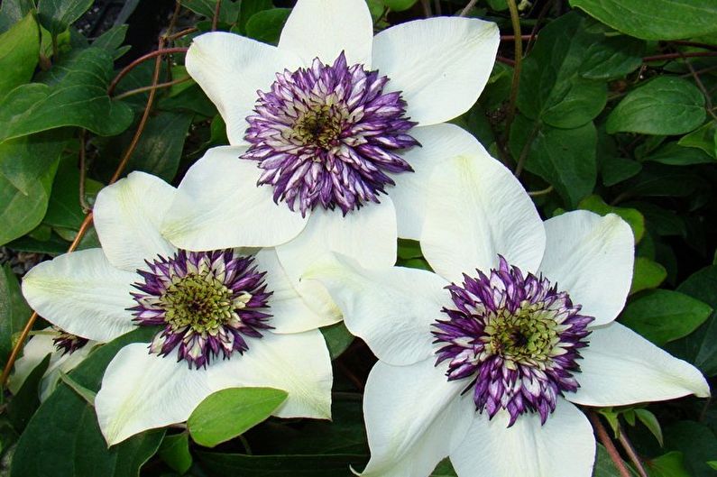 Clematis blomstrende