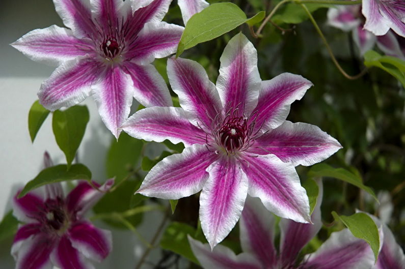 Clematis - vlhkost