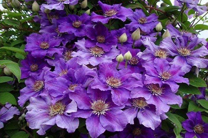 Clematis - drėgmė