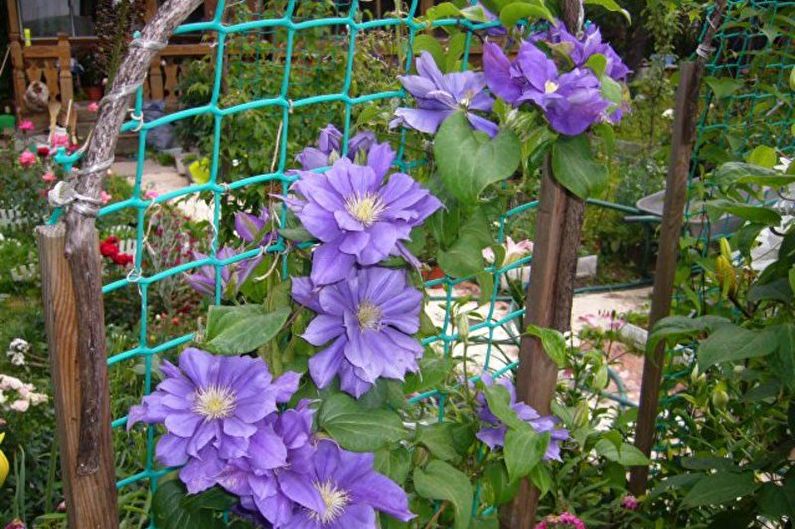 Clematis - laistymas