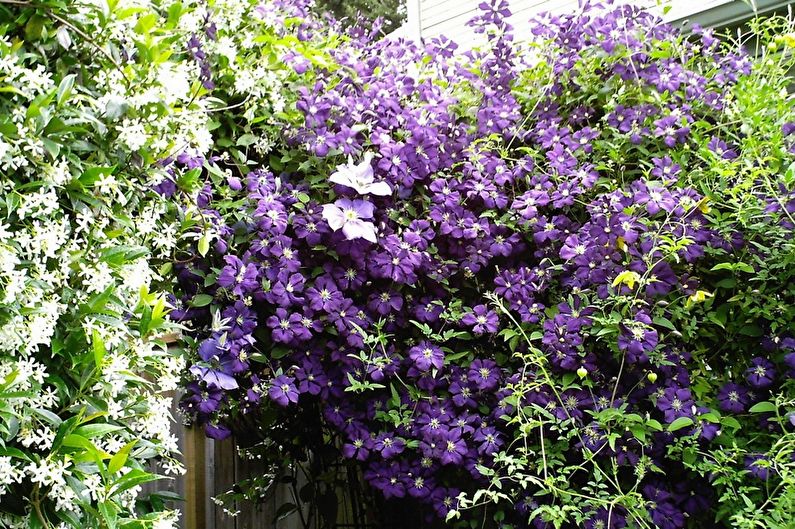 Clematis - nuotrauka