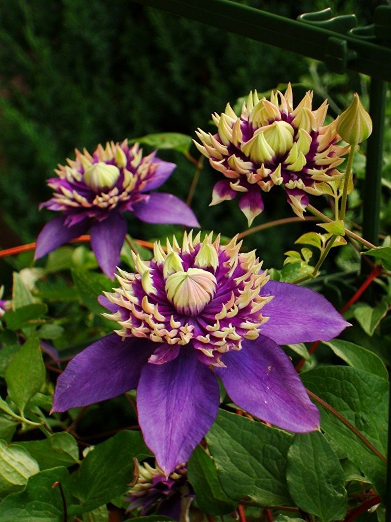 Clematis - nuotrauka
