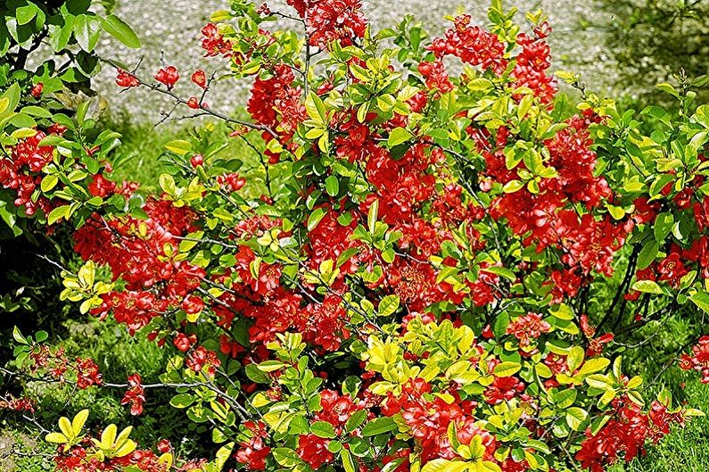 Japanese Quince - Pag-iilaw