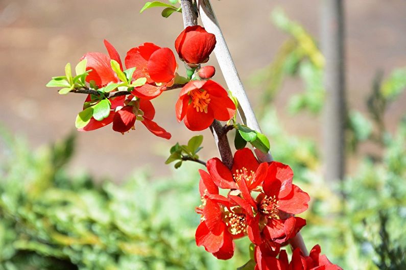 Japanese Quince - Lighting