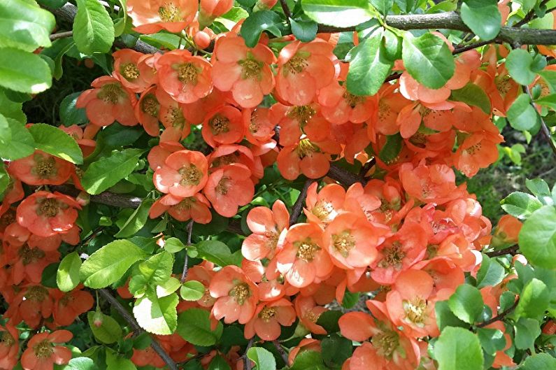 Japanese Quince - Humidity