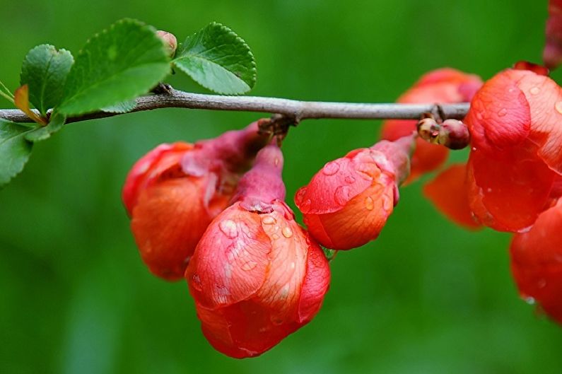 Japanese Quince - Watering