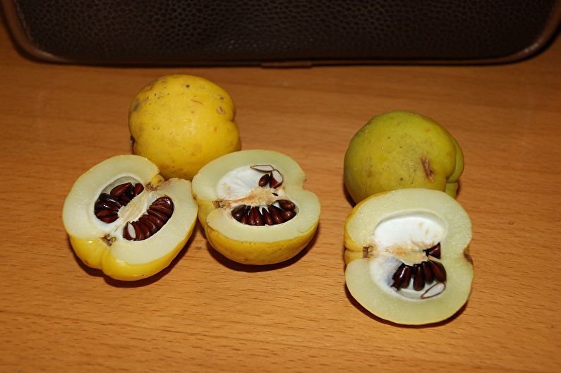 Pagpapalaganap ng Japanese quince ng mga buto