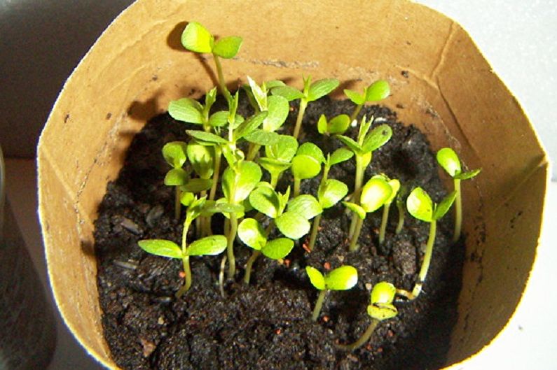 Propagarea de gutui japonez prin semințe
