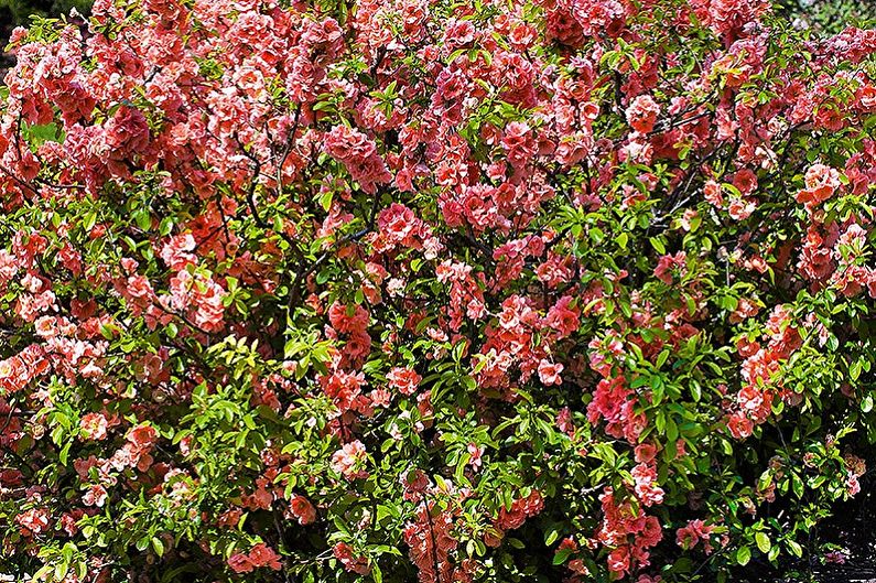 Japanese quince - larawan