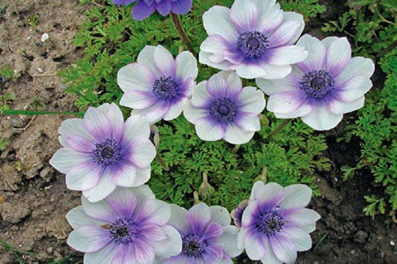 Crown anemone