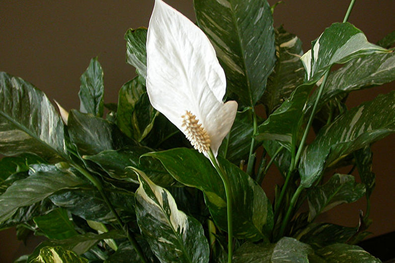 Dominó de Spathiphyllum