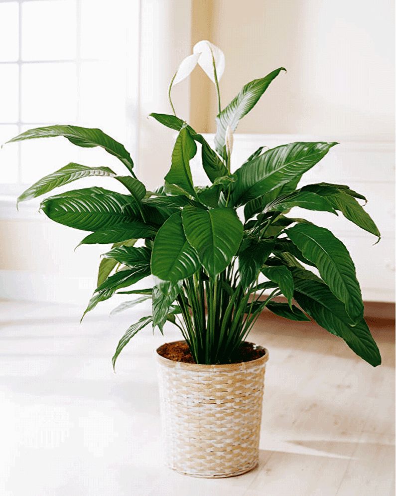 Spathiphyllum - Pag-iilaw