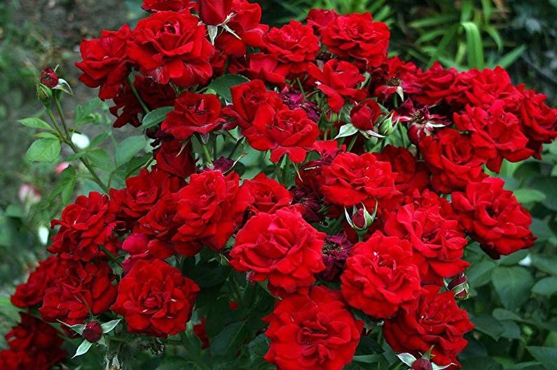 Rose Floribunda - Pangkalahatang Mga Tampok