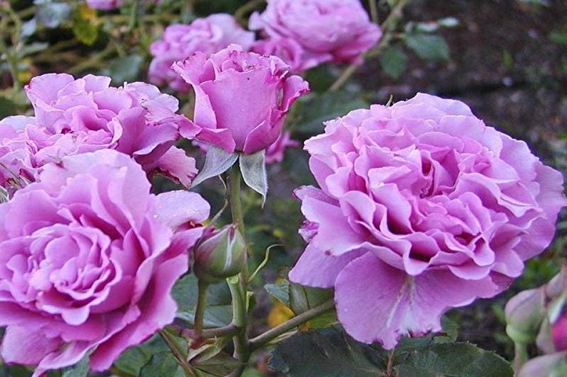 Rose Floribunda - Recursos Gerais