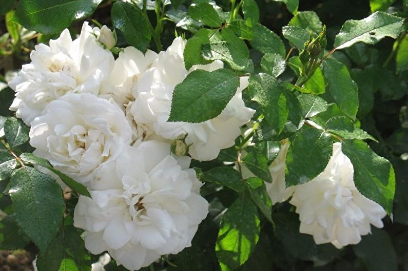 Rožė Floribunda - „Carte Blanche“