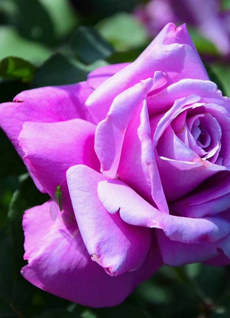 Rožė Floribunda - mėlynakė