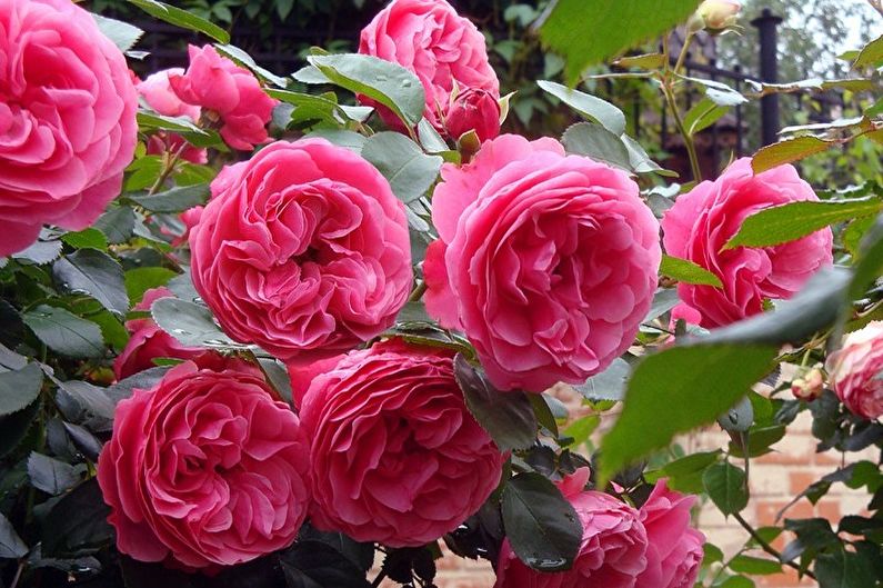 Rožė Floribunda - Leonardo da Vinci