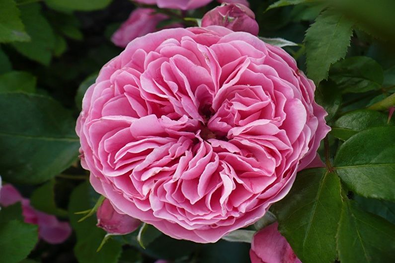 Rožė Floribunda - Leonardo da Vinci
