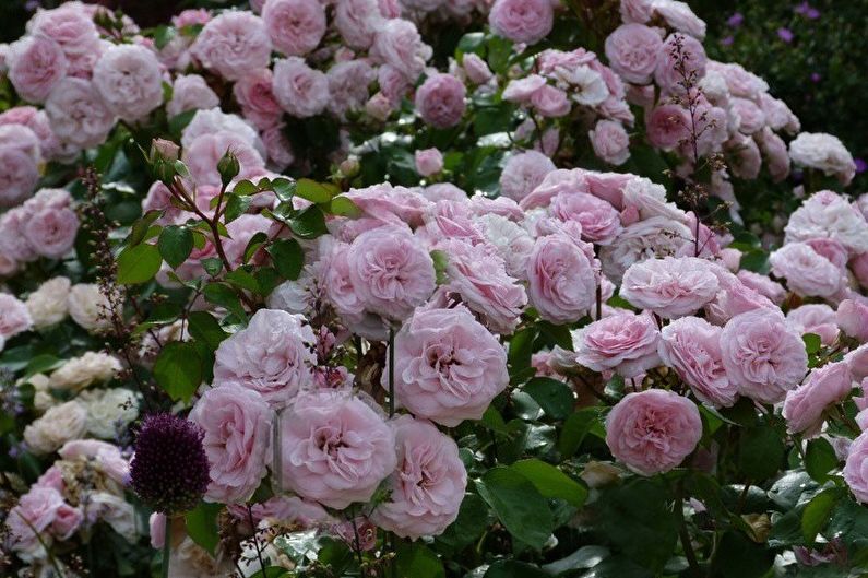 Róża Floribunda - Maria Theresa