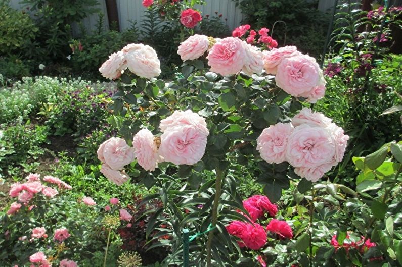 Rožė Floribunda - Maria Theresa