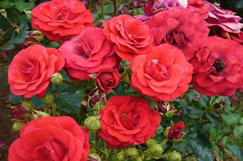 Rožė Floribunda - Stromboli