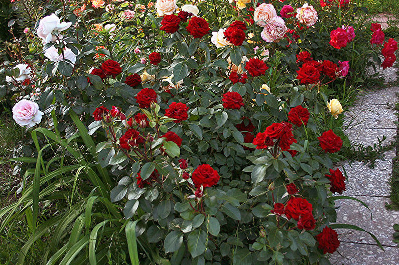 Rožė Floribunda - Niccolo Paganini