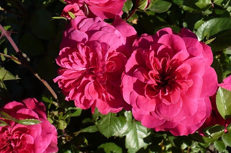 Rožė Floribunda - Sangria