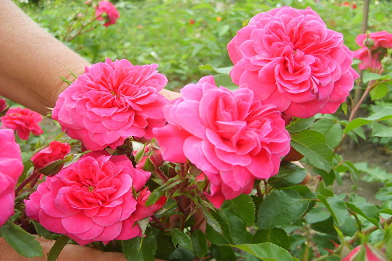 Rožė Floribunda - Sangria