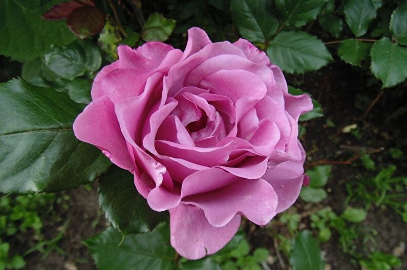 Floribunda rose - Baju bleu