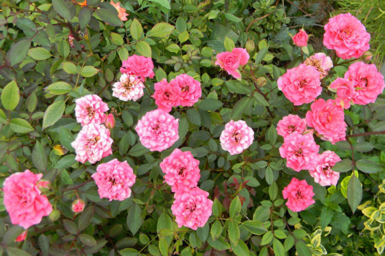 Розова флорибунда - нови сортове