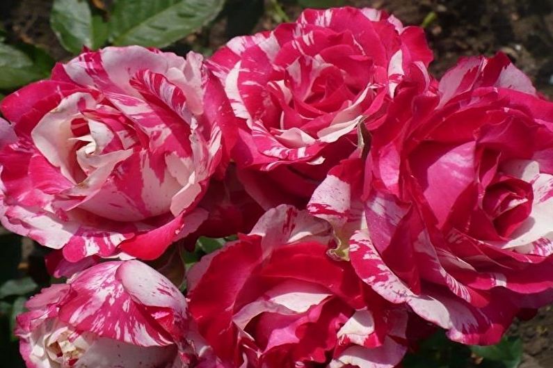 Rose Floribunda - nye varianter