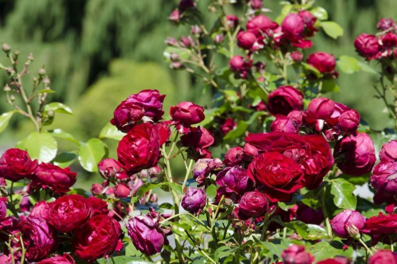 Floribunda Care za ruže