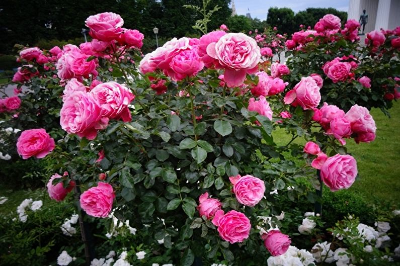 „Floribunda“ rožių priežiūra