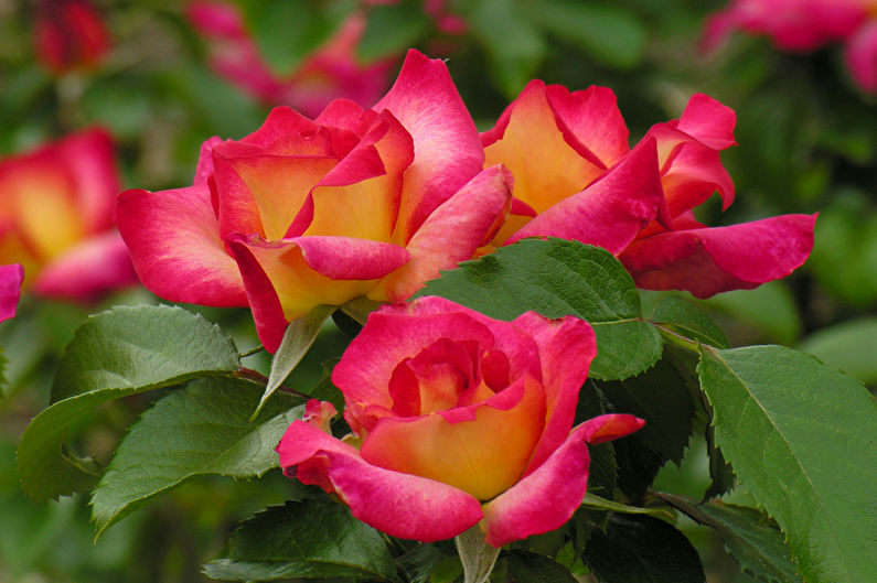 Rose Floribunda - fotografija