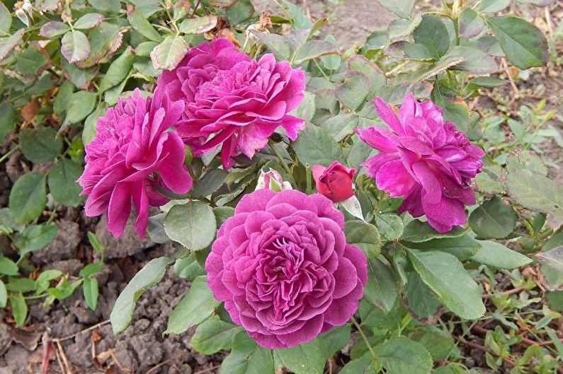 Rožė Floribunda - nuotrauka