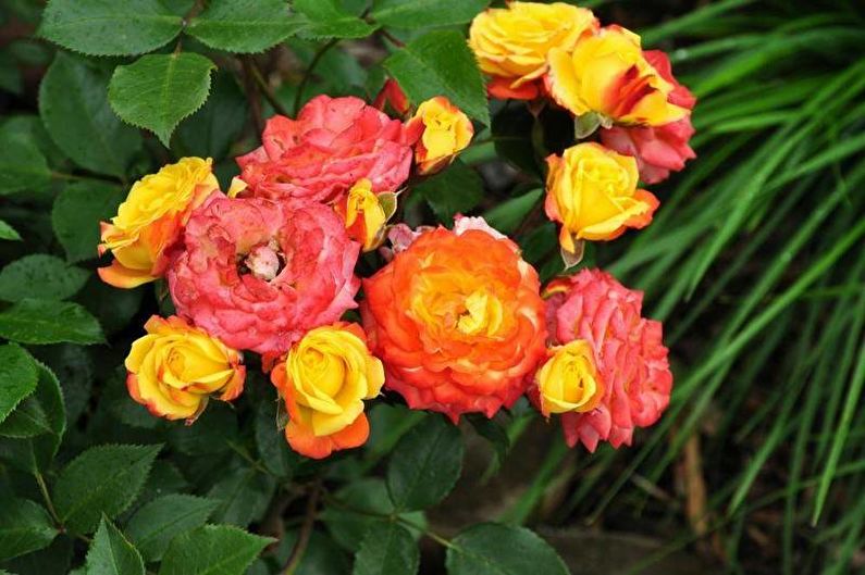 Rose Floribunda - zdjęcie
