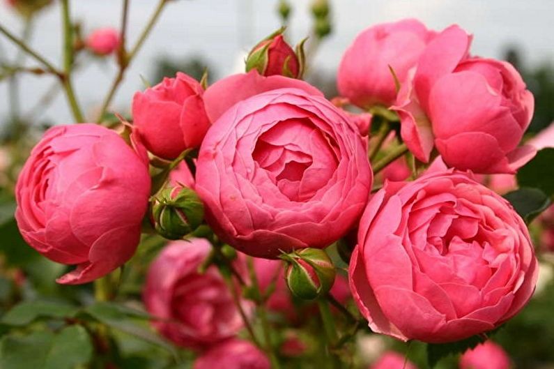 Roze Floribunda - foto