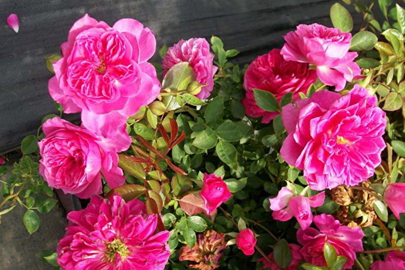 Rose Floribunda - larawan