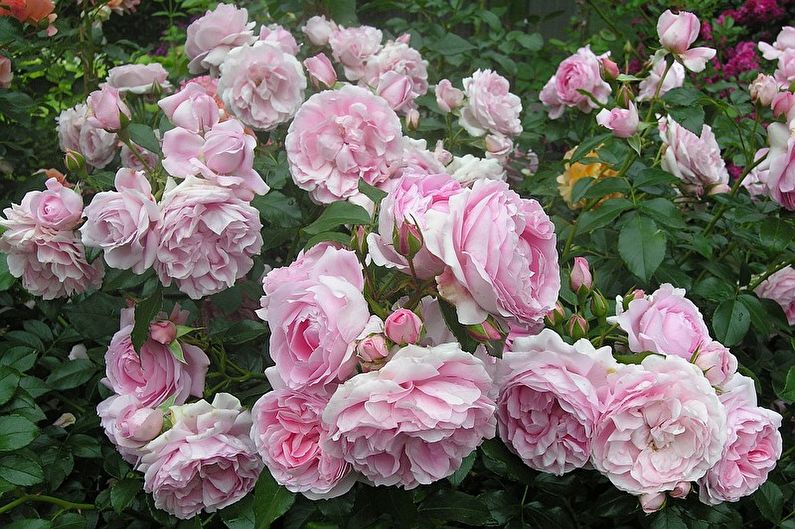 Rožė Floribunda - nuotrauka